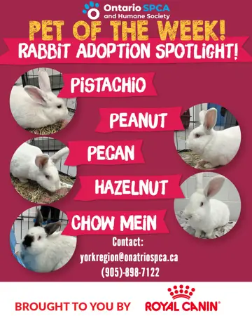 Pet of the Week - Rabbit  Adoption Spotlight